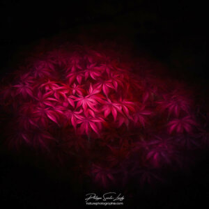 Red Solo Erable rouge
