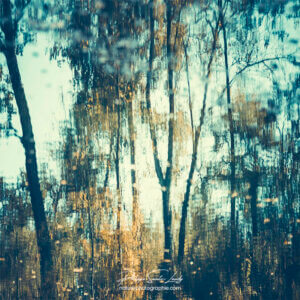 Reflection Study #1 Des arbres se reflètent dans l'eau