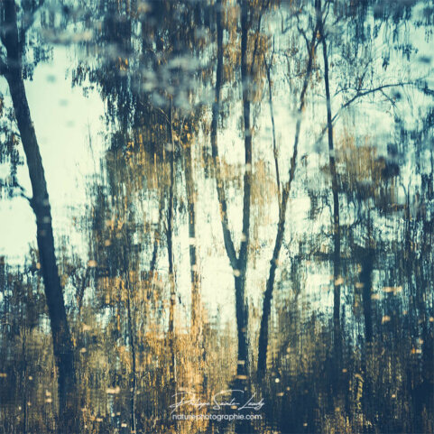 Des arbres se reflètent dans l'eau