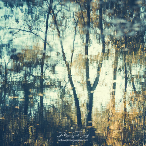 Reflet d'arbres en automne