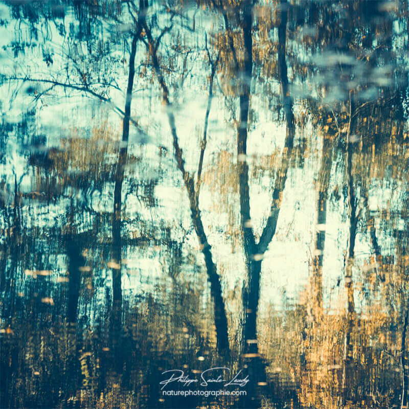 Reflet d'arbres en automne