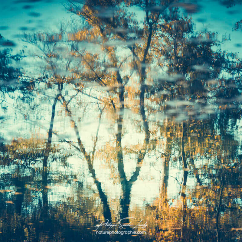 Reflet d'arbres
