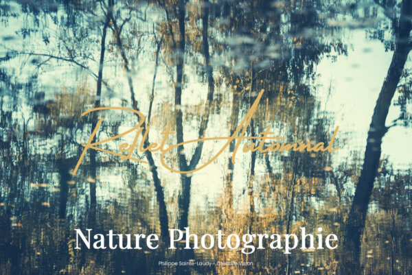 Reflet d'arbres en automne