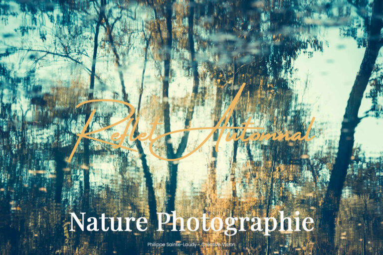 Reflet d'arbres en automne