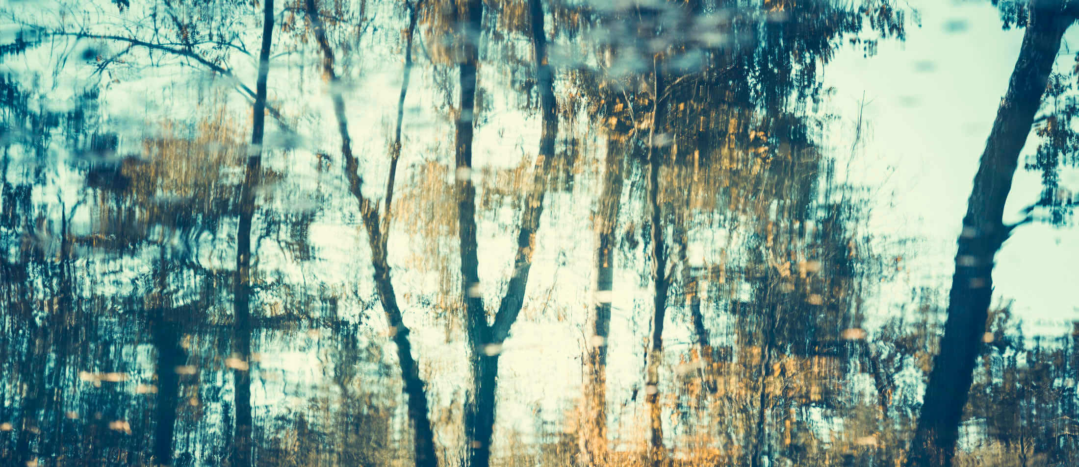 Des photos de reflets d'arbres en automne