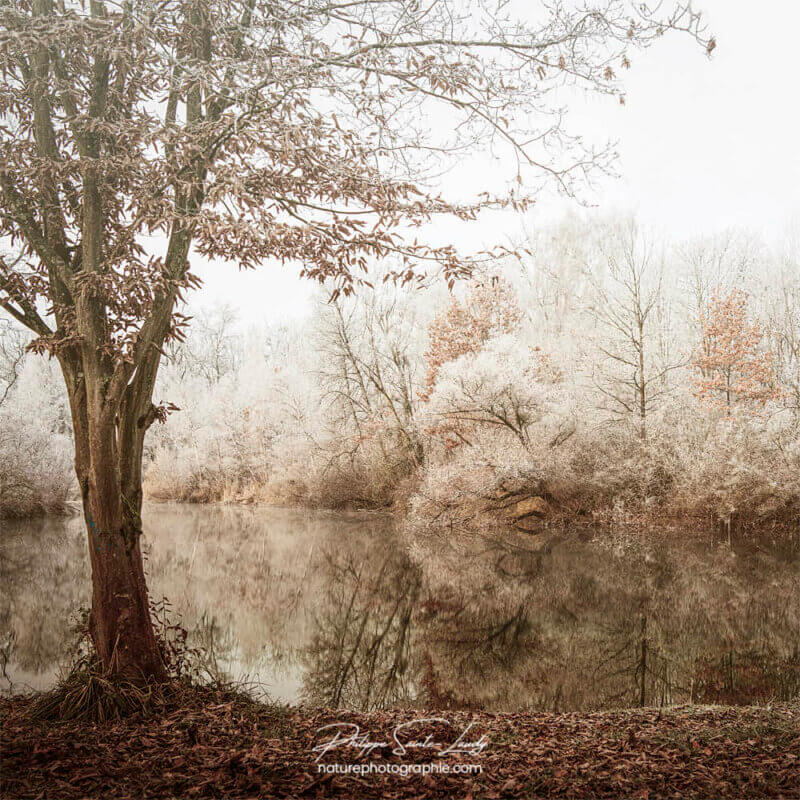 Forêt en hiver au bord d'un lac