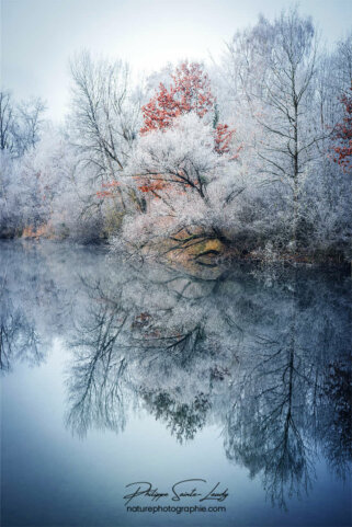 Forêt au bord d'un lac en hiver