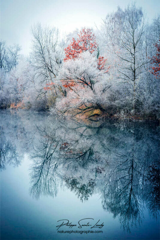 Forêt au bord d'un lac en hiver