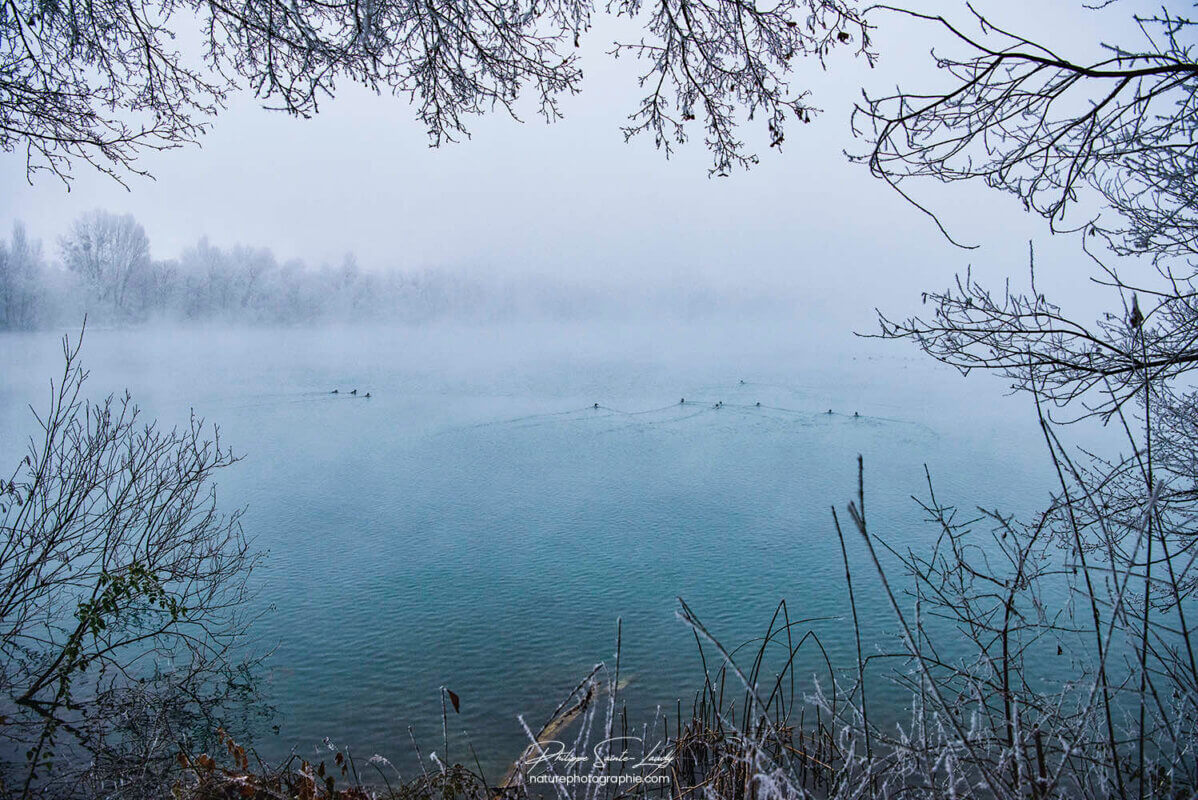 Canards en hiver