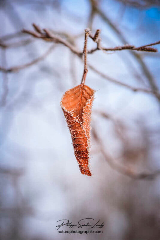 Feuille d'arbre gelée