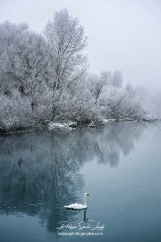 Un cygne en hiver