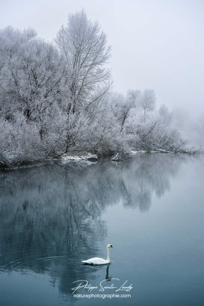 Un cygne en hiver