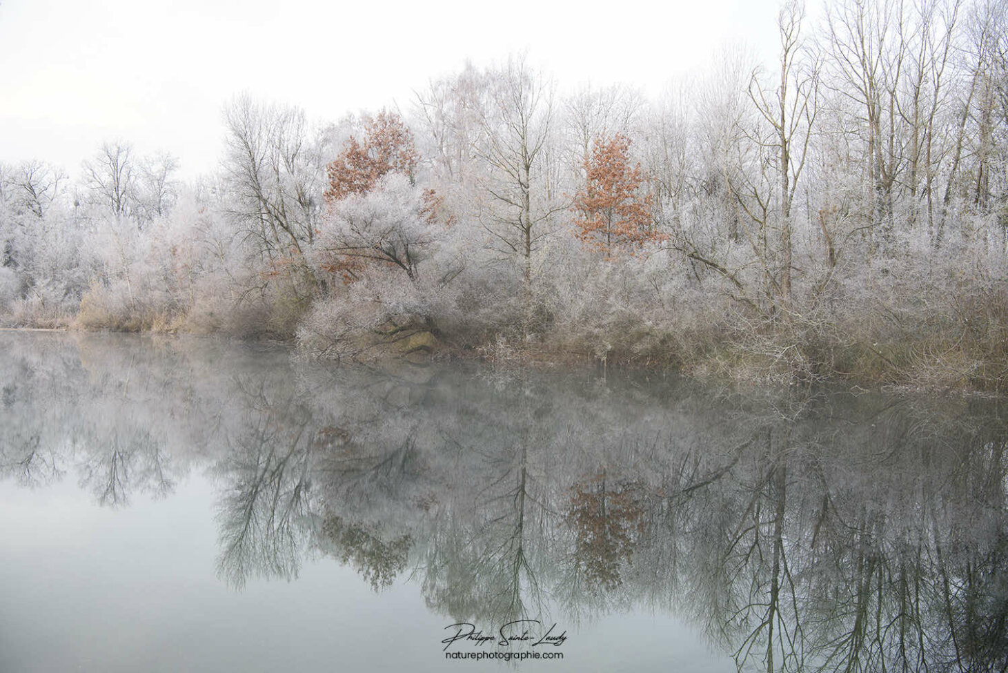 Reflet d'une forêt dans un lac en hiver