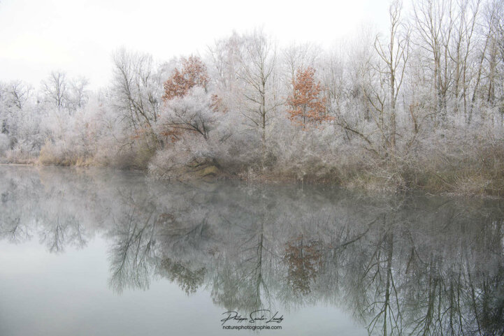 Reflet d'une forêt dans un lac en hiver