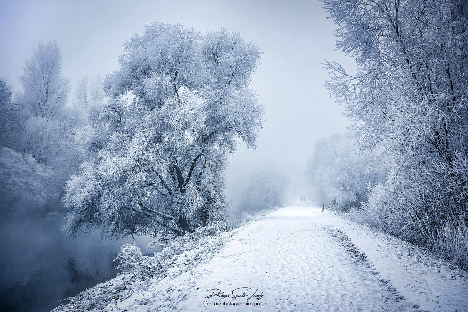 Chemin bordé d'arbres en hiver