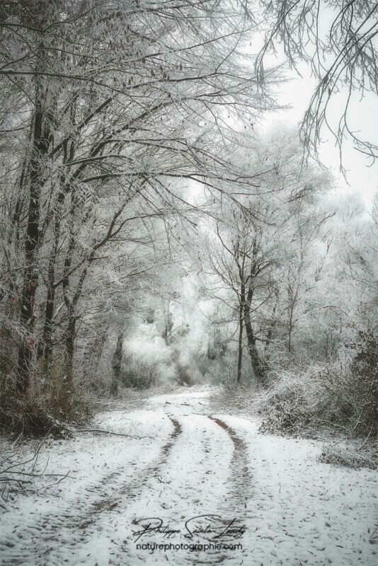 Chemin en forêt sous la neige