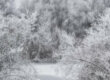 Paysage en hiver