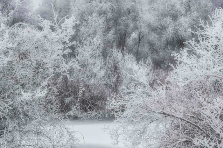 Blanc-comme-neige Paysage en hiver
