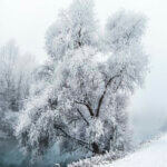 Un arbre recouvert de neige