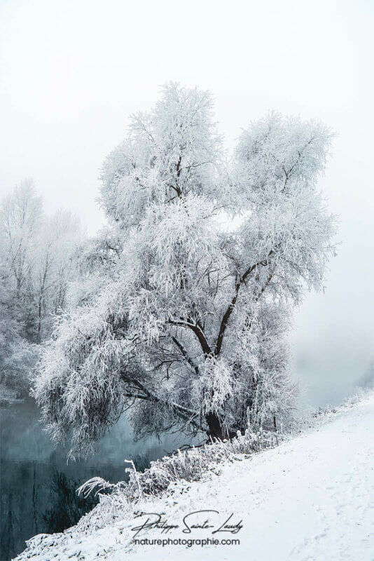 Un arbre recouvert de neige