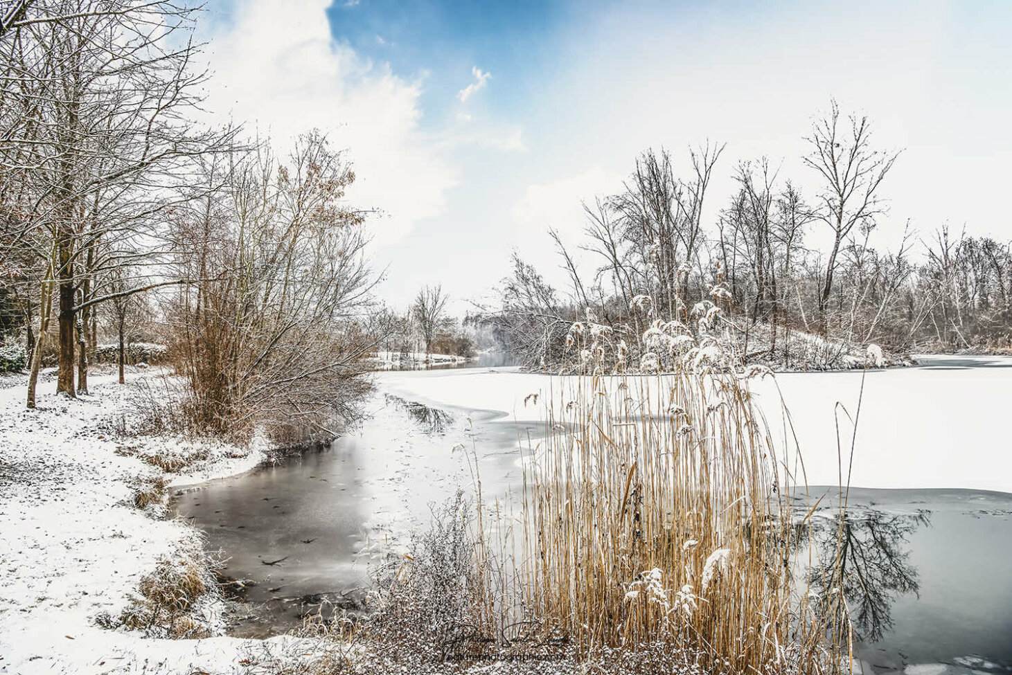 Nature sous la neige