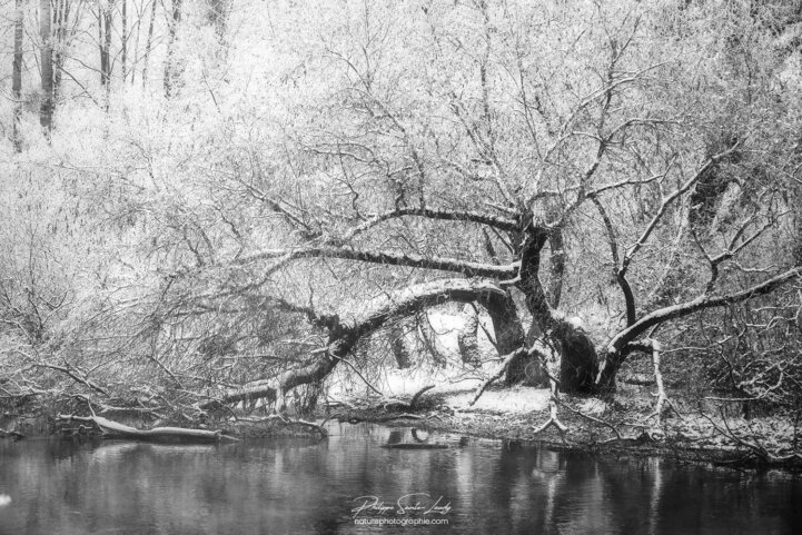 Un arbre gelé