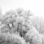 Arbres gelés