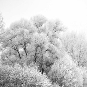 Arbres gelés