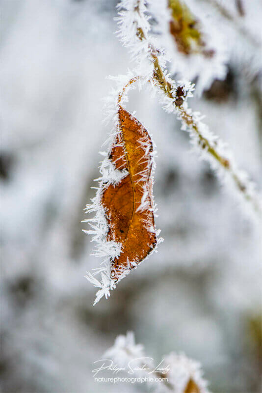 Une feuille avec des cristaux de glace