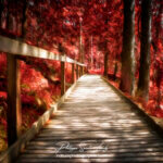 Paintography - Painterly - Chemin forestier
