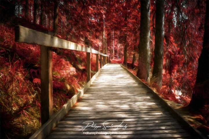 Paintography - Painterly - Chemin forestier