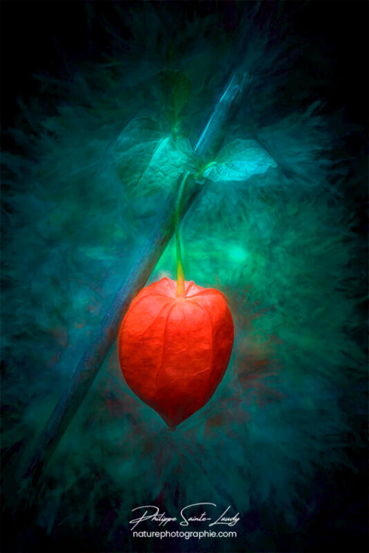 Paintography - Painterly - Physalis