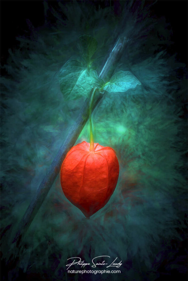 Paintography - Painterly - Physalis