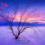 Paintography - Painterly - Arbre au coucher du soleil