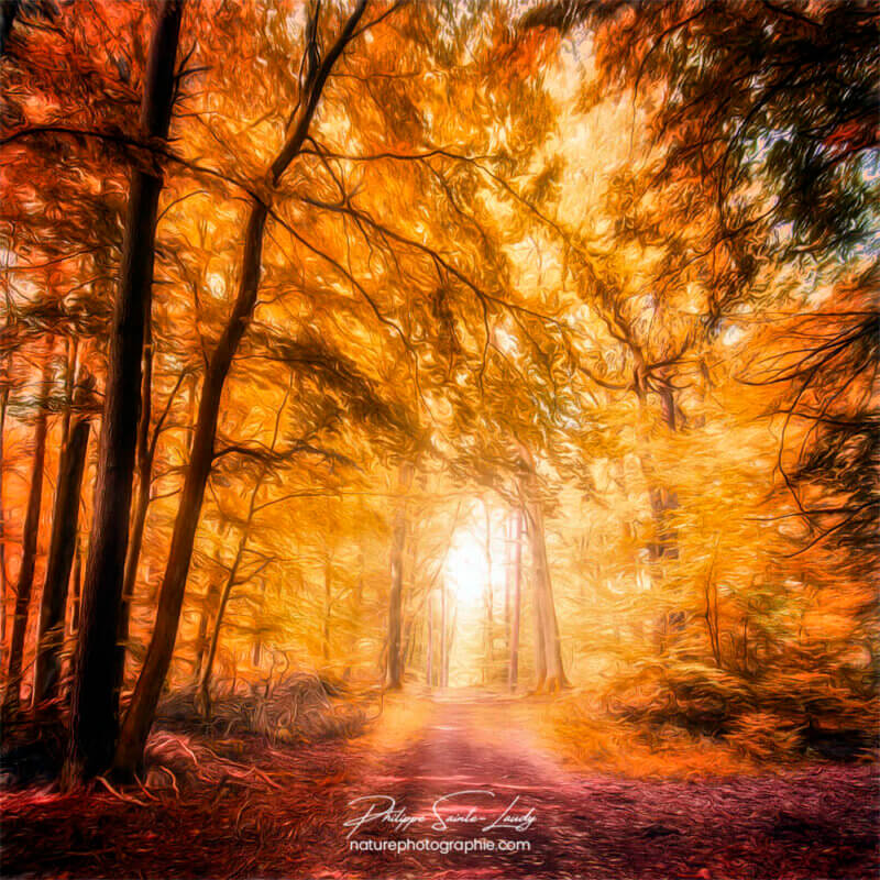 Paintography - Painterly - Forêt en automne