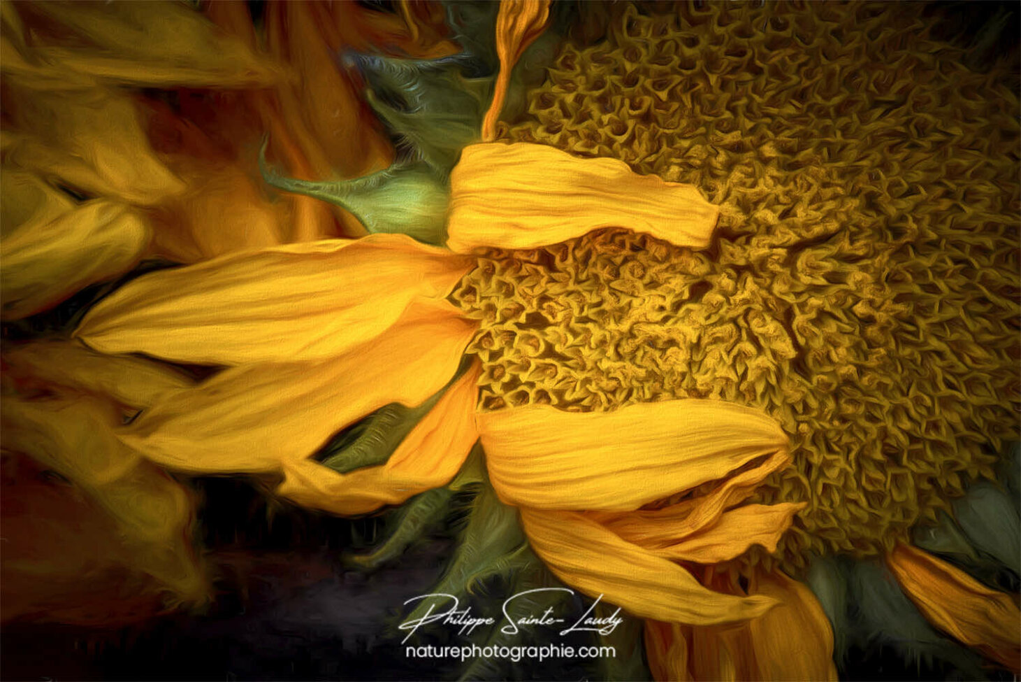 Paintography - Painterly - Gros plan de tournesol