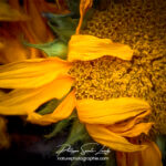 Paintography - Painterly - Gros plan de tournesol