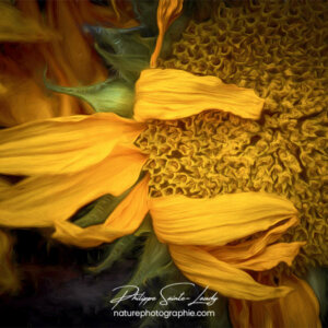 Paintography - Painterly - Gros plan de tournesol