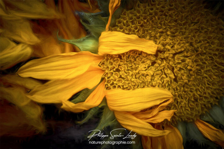 Paintography - Painterly - Gros plan de tournesol