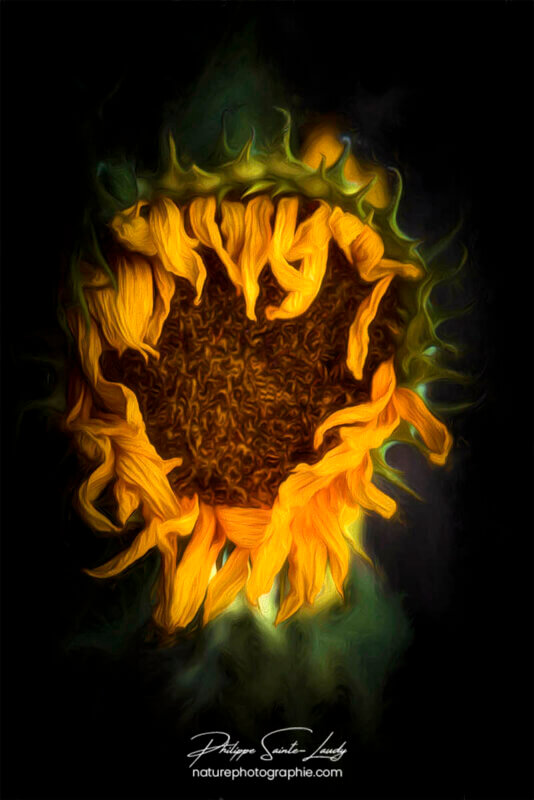 Paintography - Painterly - Tête de tournesol