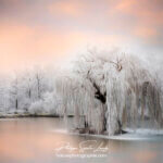Paintography - Painterly - Saule pleureur gelé