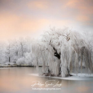 Paintography - Painterly - Saule pleureur gelé