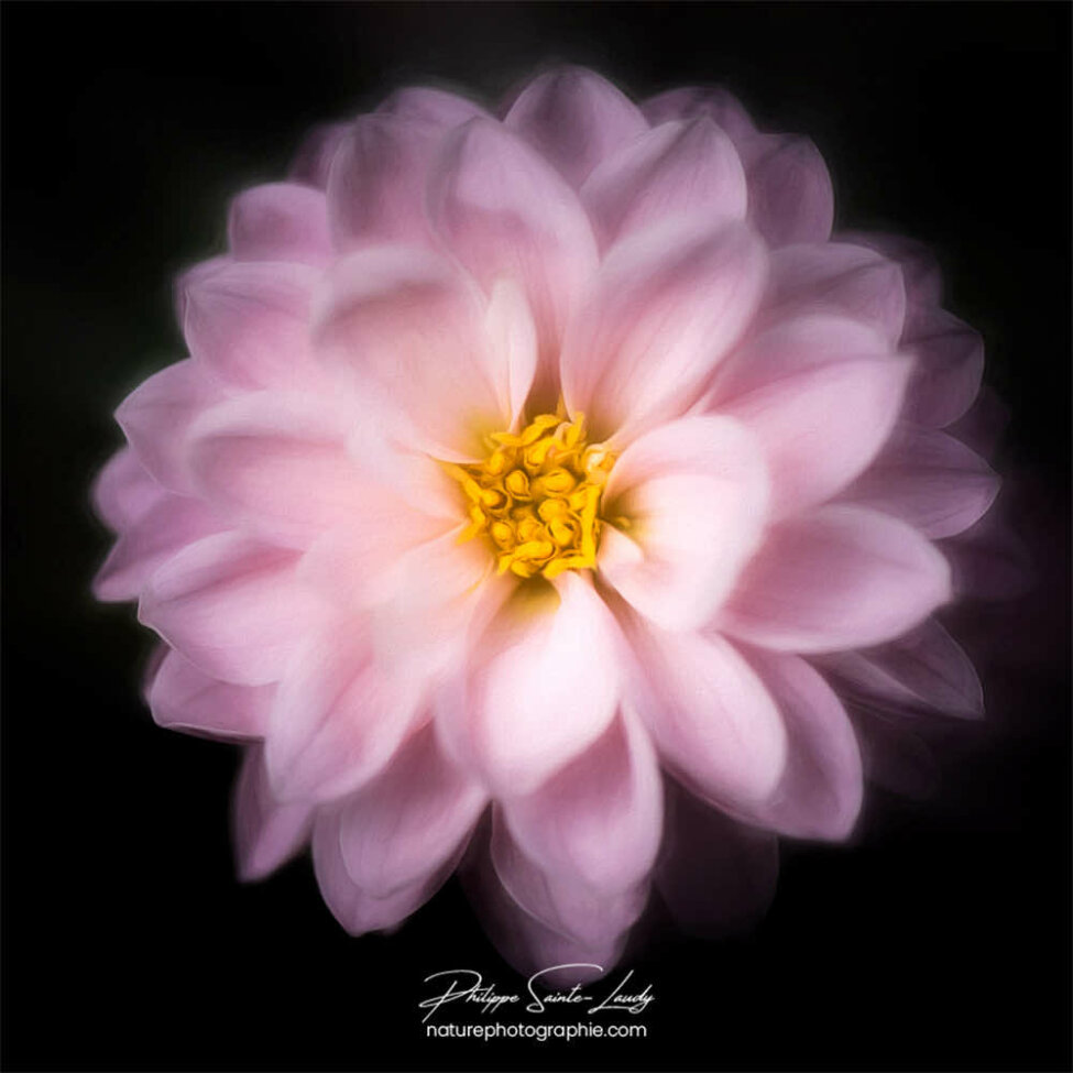 Paintography - Painterly - Camélia en gros plan