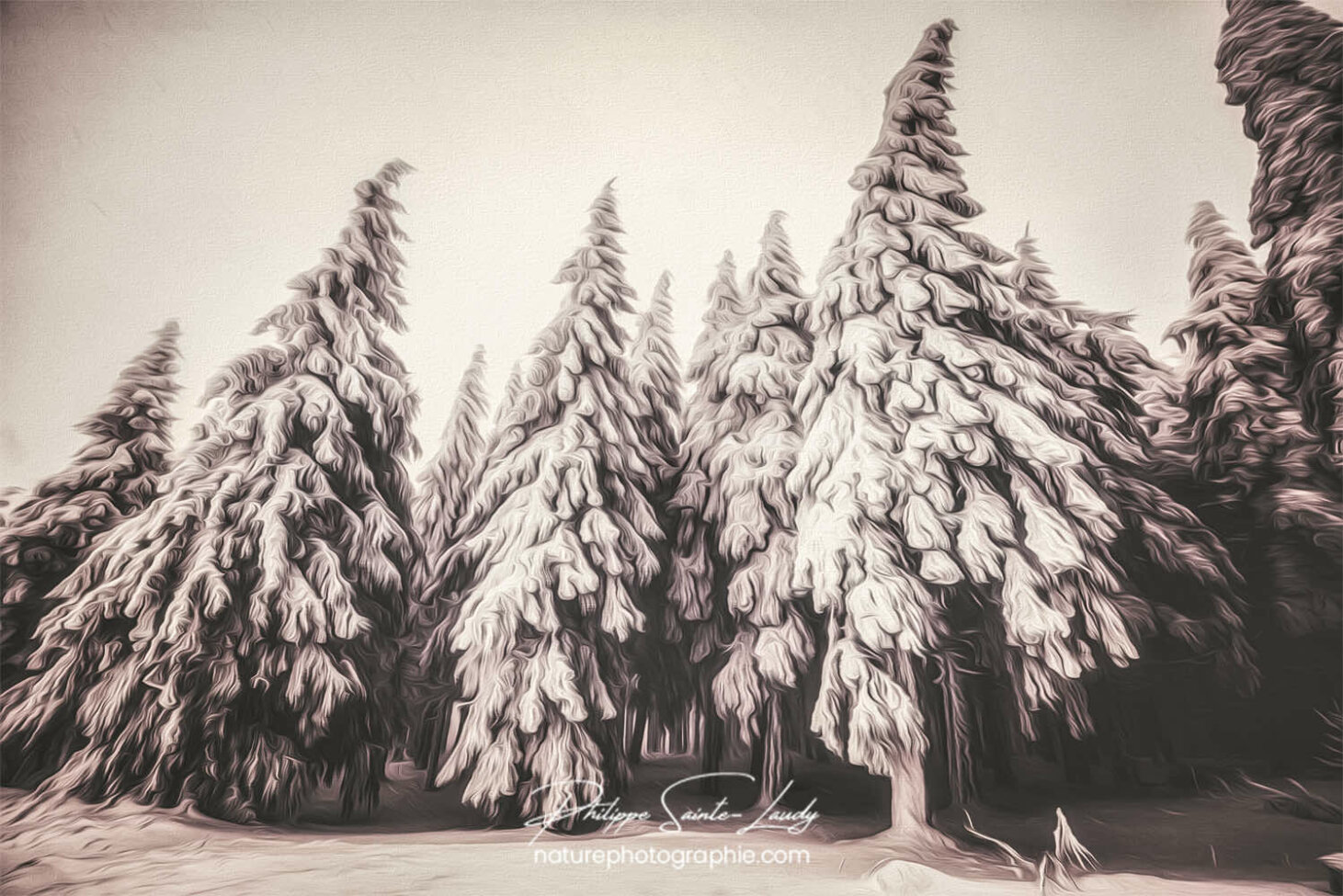 Paintography - Painterly - Sapins en hiver