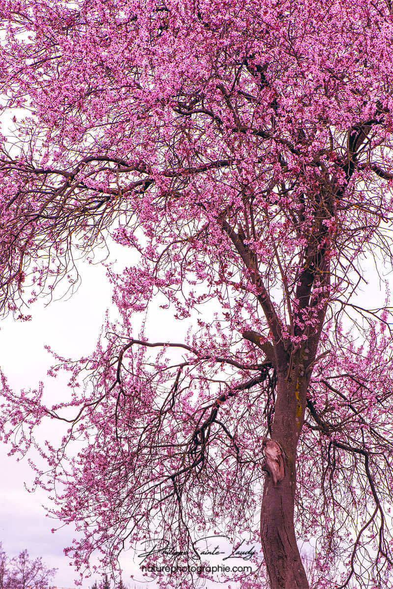 Cerisier en fleurs