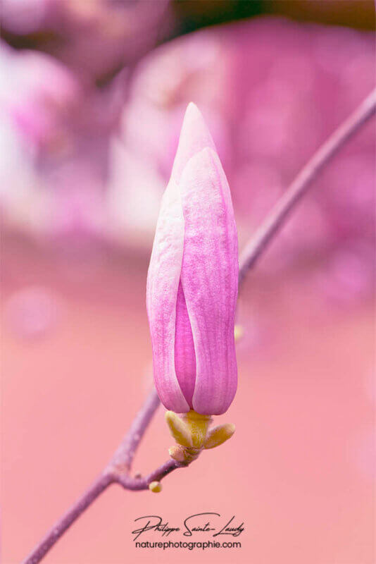 Magnolia en bouton