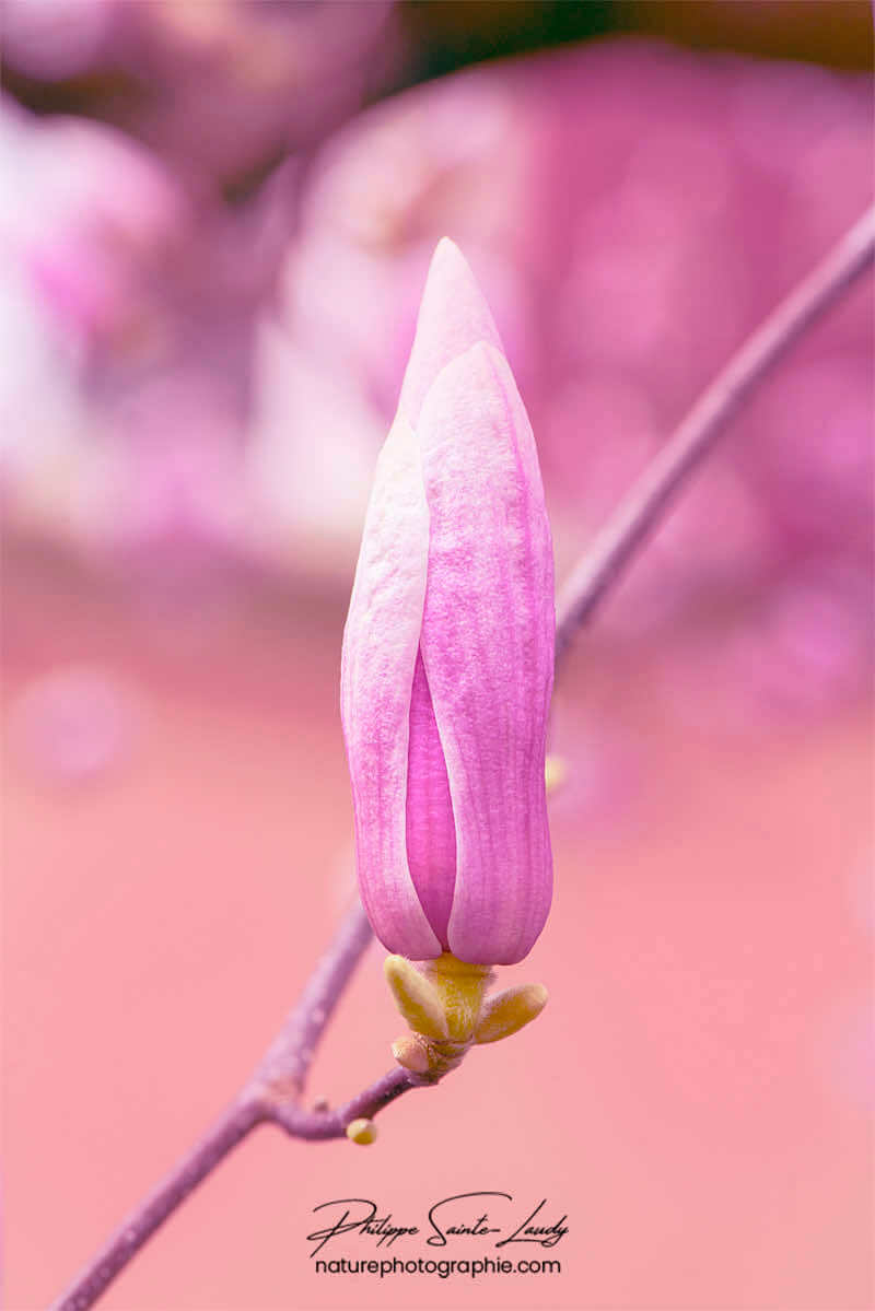 Magnolia en bouton