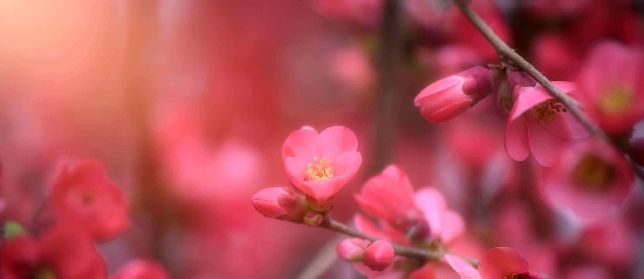 Premières fleurs du printemps
