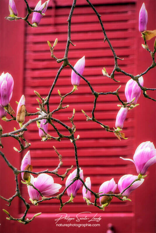 Magnolias au printemps