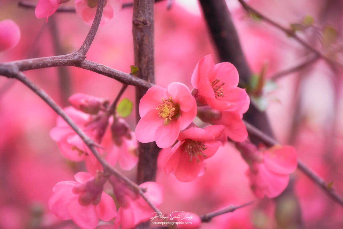Petites fleurs rouges de Cognassier du Japon